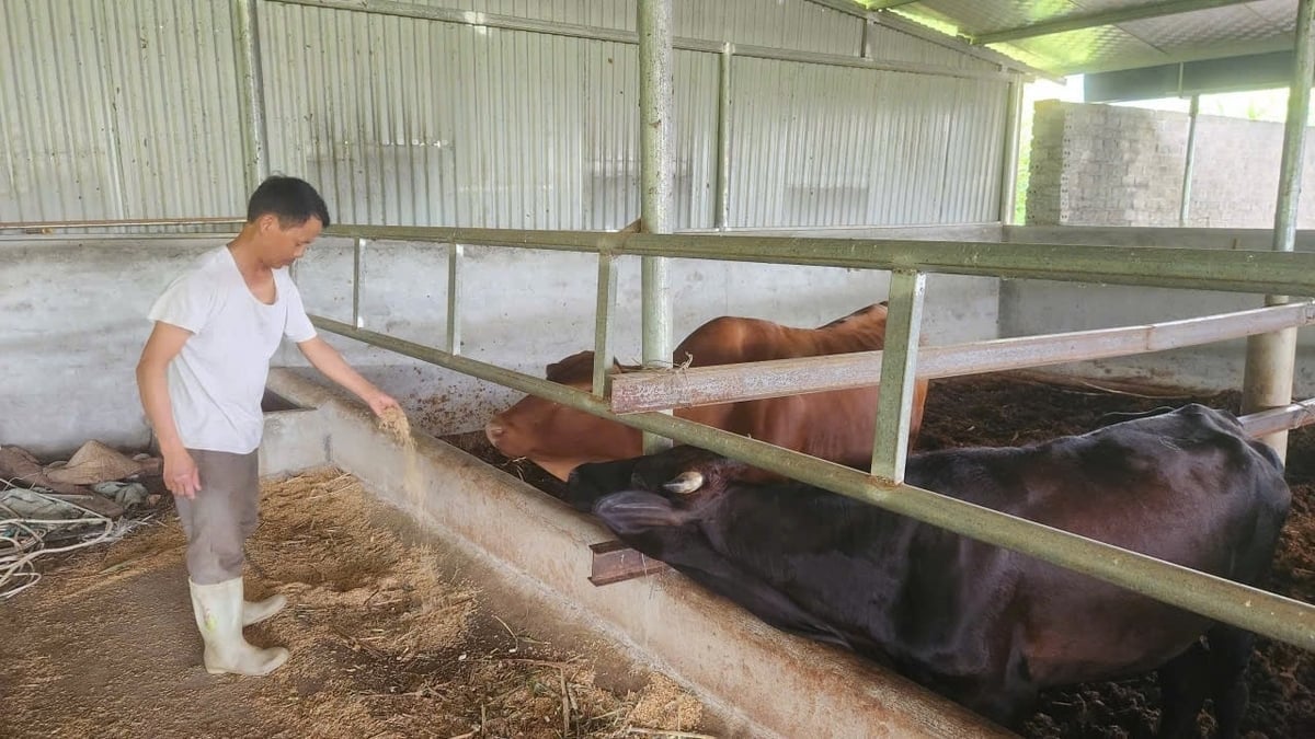 Herr Kien ägnar stor uppmärksamhet åt vaccinering av kor mot pasteurellos, mul- och klövsjuka... Foto: Duc Binh.