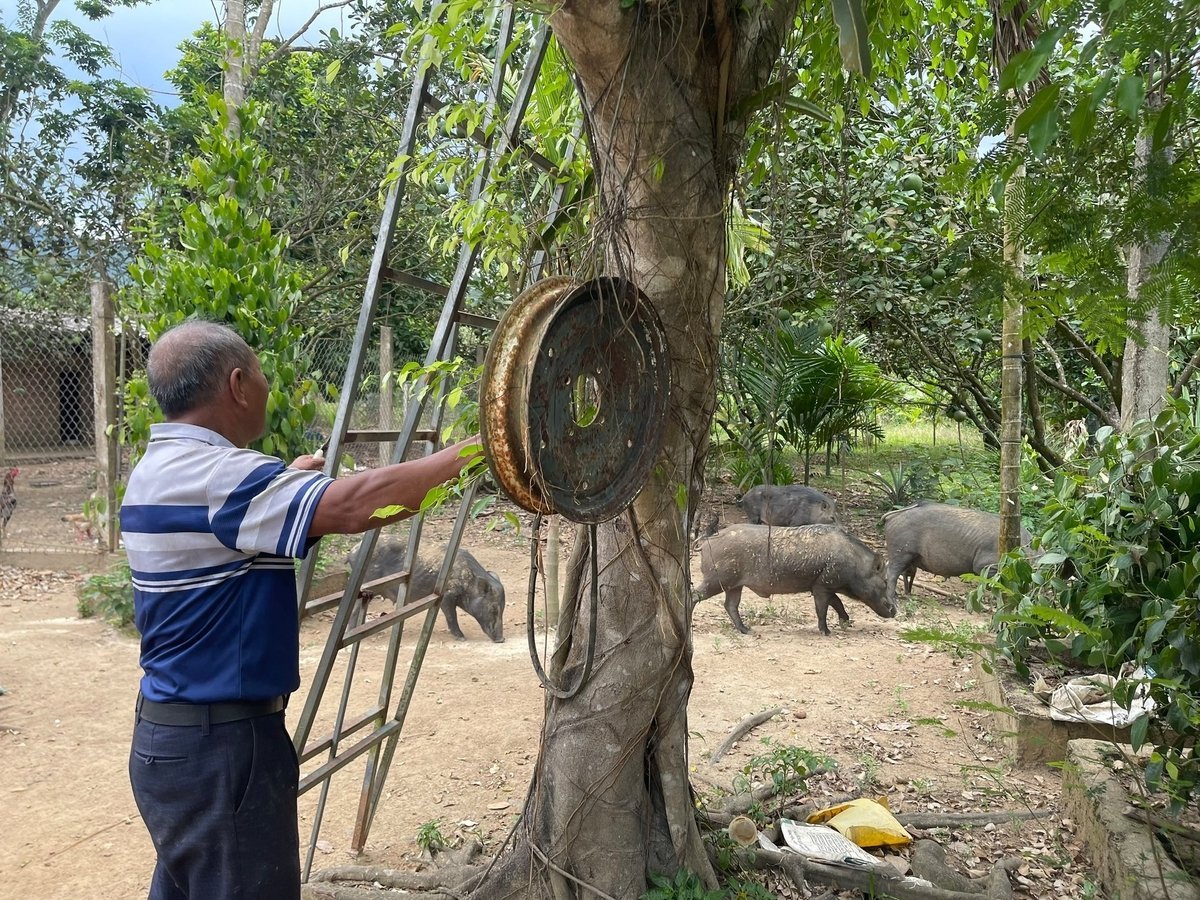 Ông Huỳnh Thân gõ kẻng gọi đàn heo về. Ảnh: V.H.