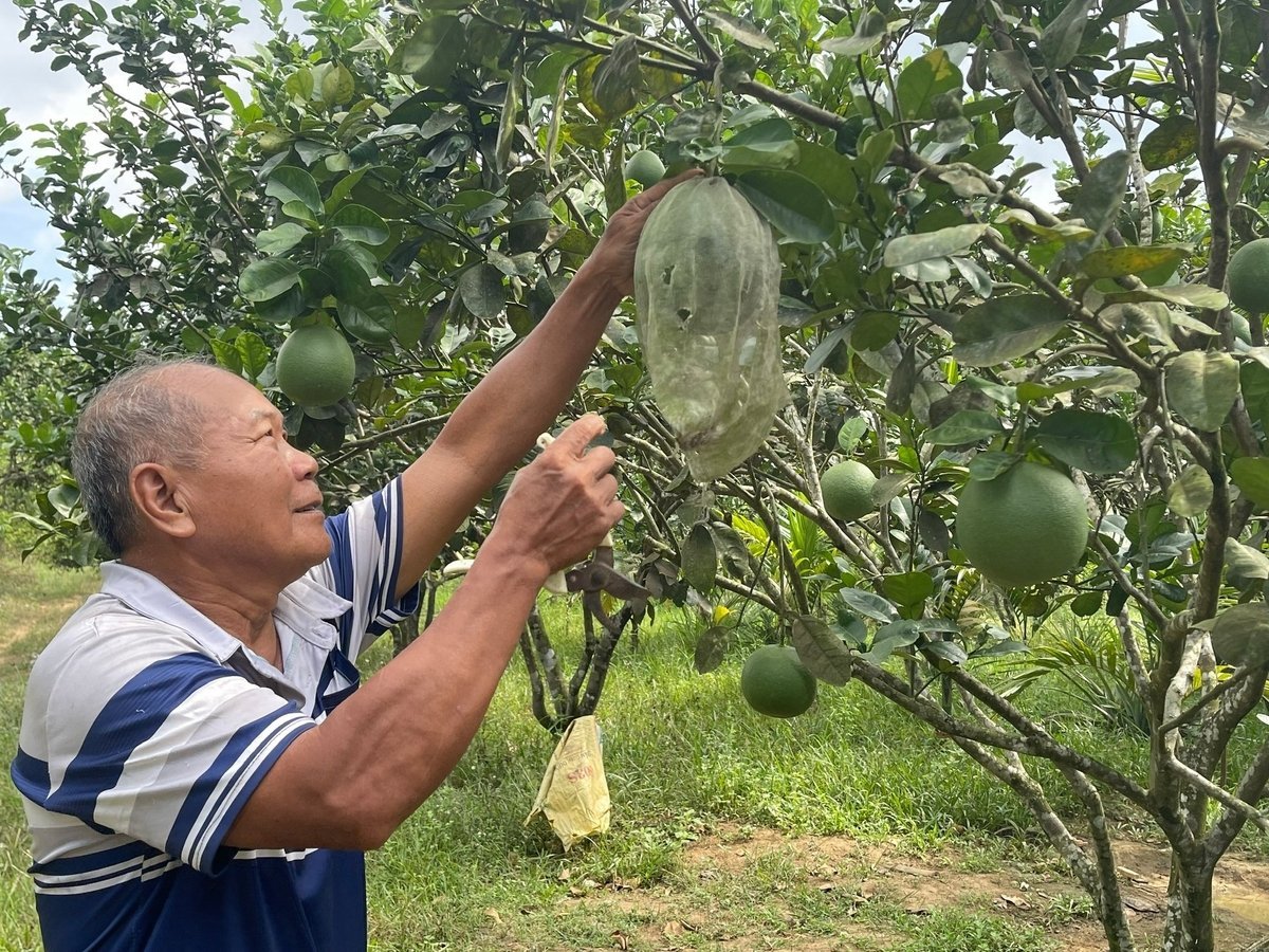Ngoài nuôi heo rừng lai, ông Thân còn phát triển mạnh các loại cây ăn quả. Ảnh: V.H.