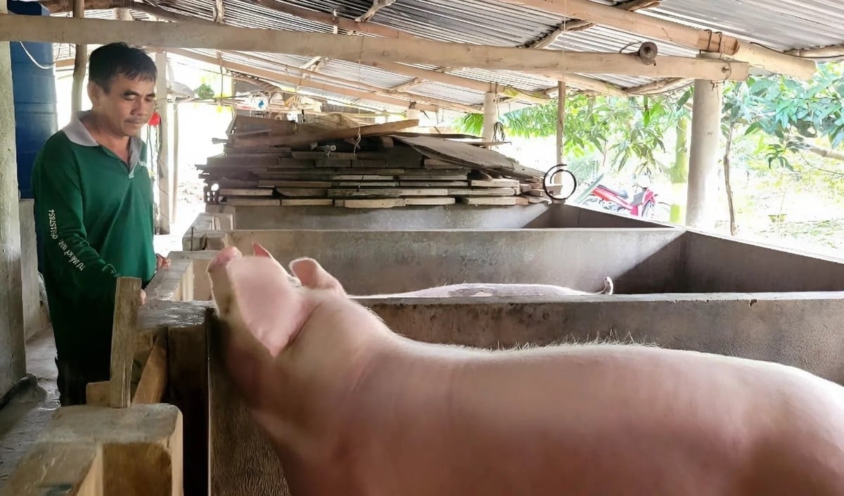 מחוז וין לונג יפרוס פתרונות סינכרוניים לשליטה במגפות ולהגנת בעלי חיים. צילום: סכר מין.