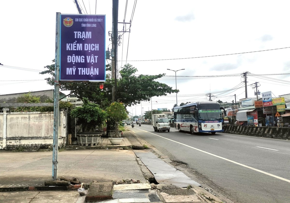 מחוז וין לונג יחזק את פעילותם של צוותי פיקוח בין-מגזריים כדי לשלוט על הובלת בעלי חיים ועופות. צילום: מין דאם.