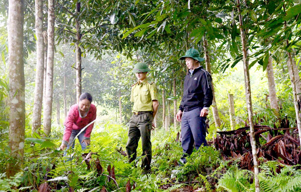 មន្ត្រី​នៃ​មន្ទីរ​ការពារ​ព្រៃឈើ​ភូមិភាគ​ទី​១១ ចុះ​ពិនិត្យ​ការងារ​គ្រប់គ្រង និង​ការពារ​ព្រៃឈើ​ក្នុង​ឃុំ Cao Bo។