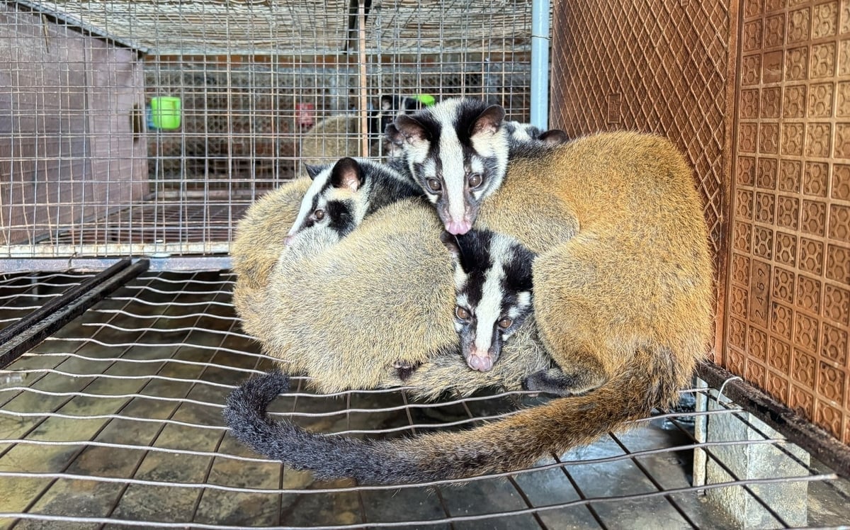 Mink er lett å oppdra, vokser raskt og kan nå en vekt på 3,5–4 kg i løpet av 6–7 måneder. Foto: L.K.