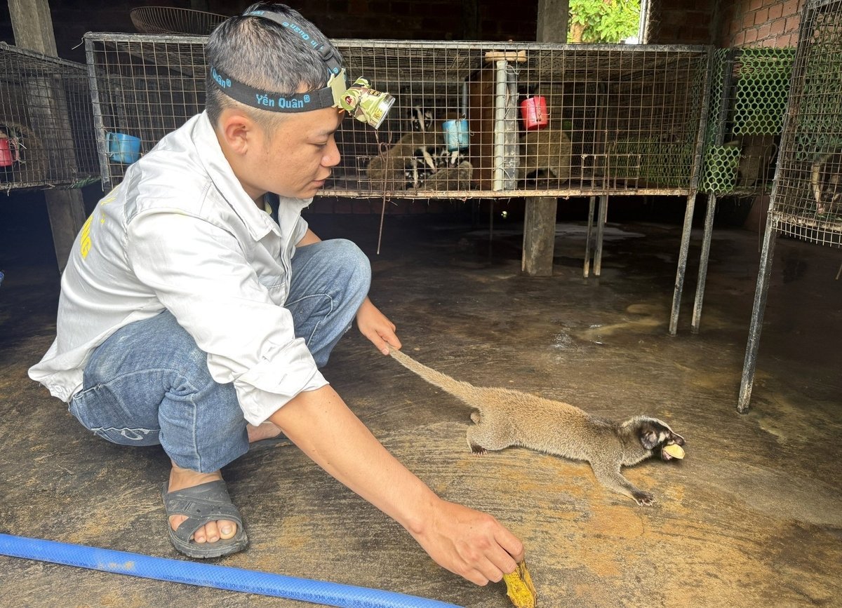 For tiden har herr Binhs gård omtrent 100 mink i alle aldre, inkludert 20 avlsminker. Foto: L.K.