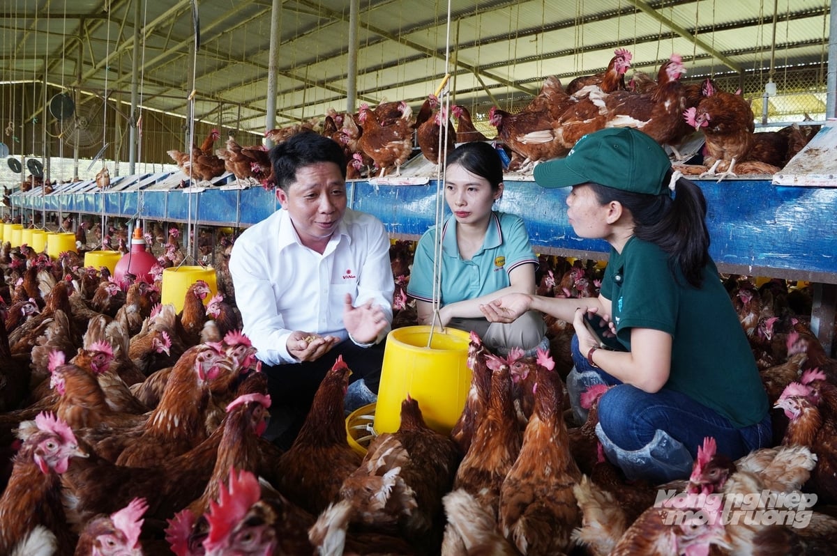 Trứng từ các trang trại đạt tiêu chuẩn phúc lợi động vật quốc tế, sản phẩm trứng gà lỏng thanh trùng cũng sẽ được chứng nhận phúc lợi động vật. Ảnh: Nguyễn Thủy.