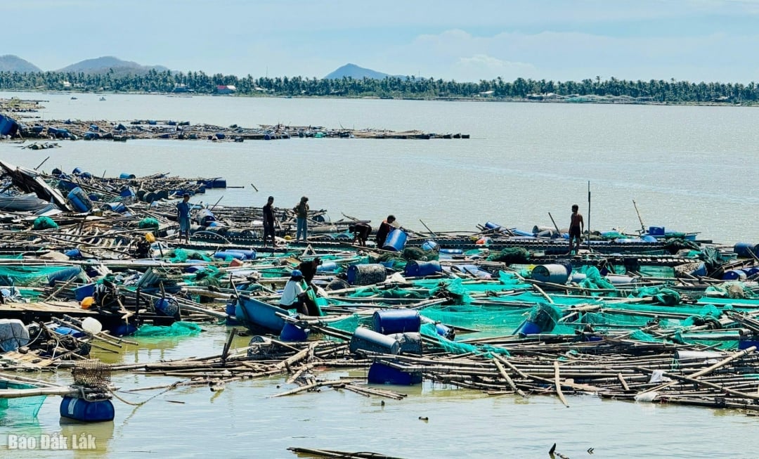 Bão số 13 gây thiệt hại nghiêm trọng đối với người nuôi trồng thủy sản ven đầm Cù Mông.