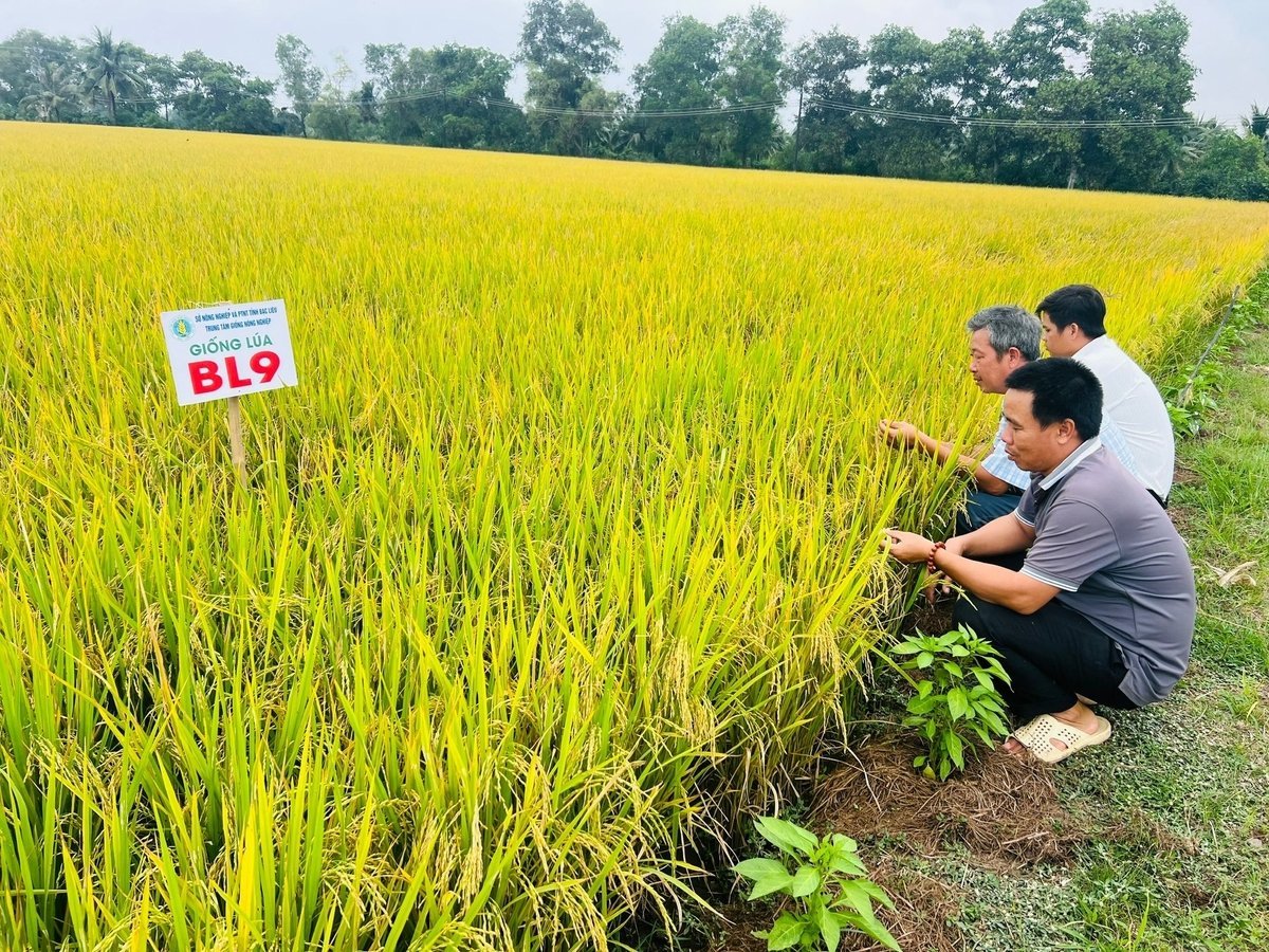 BL9品種の誕生は重要な転換点であり、カマウ省の農業部門にとって新たな成功を意味する。写真:トロン・リン Giống lúa BL9 ra đời là bước ngoặt quan trọng, đánh dấu thành công mới của ngành nông nghiệp tỉnh Cà Mau. Ảnh: Trọng Linh.