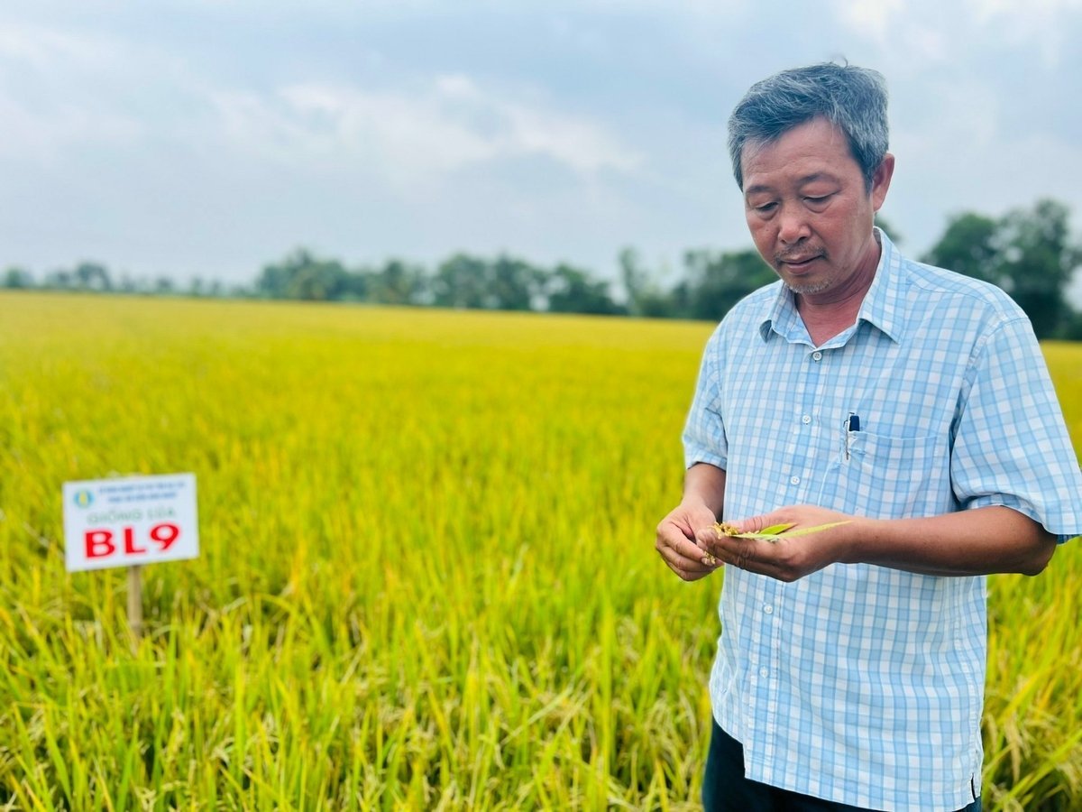 トラン・ヴ・フォン氏(カマウ農業種子センター)がBL9品種の特徴について説明している。写真:トロン・リン Ông Trần Vũ Phong (Trung tâm Giống nông nghiệp Cà Mau) chia sẻ đặc tính giống lúa BL9. Ảnh: Trọng Linh.