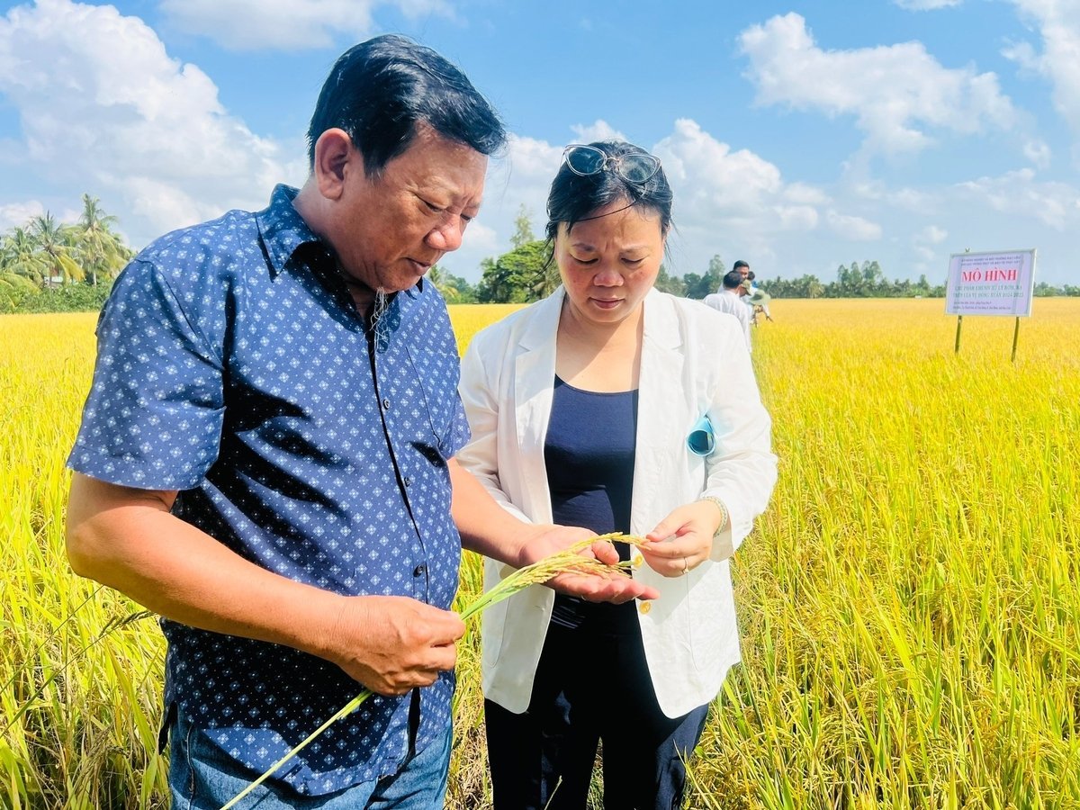 タンソン協同組合のトラン・ヴァン・ゴ理事長(左)がBL9品種米生産モデルを視察した。写真:トロン・リン Ông Trần Văn Ngỗ (trái), Giám đốc HTX Thanh Sơn thăm mô hình sản xuất giống lúa BL9. Ảnh: Trọng Linh.