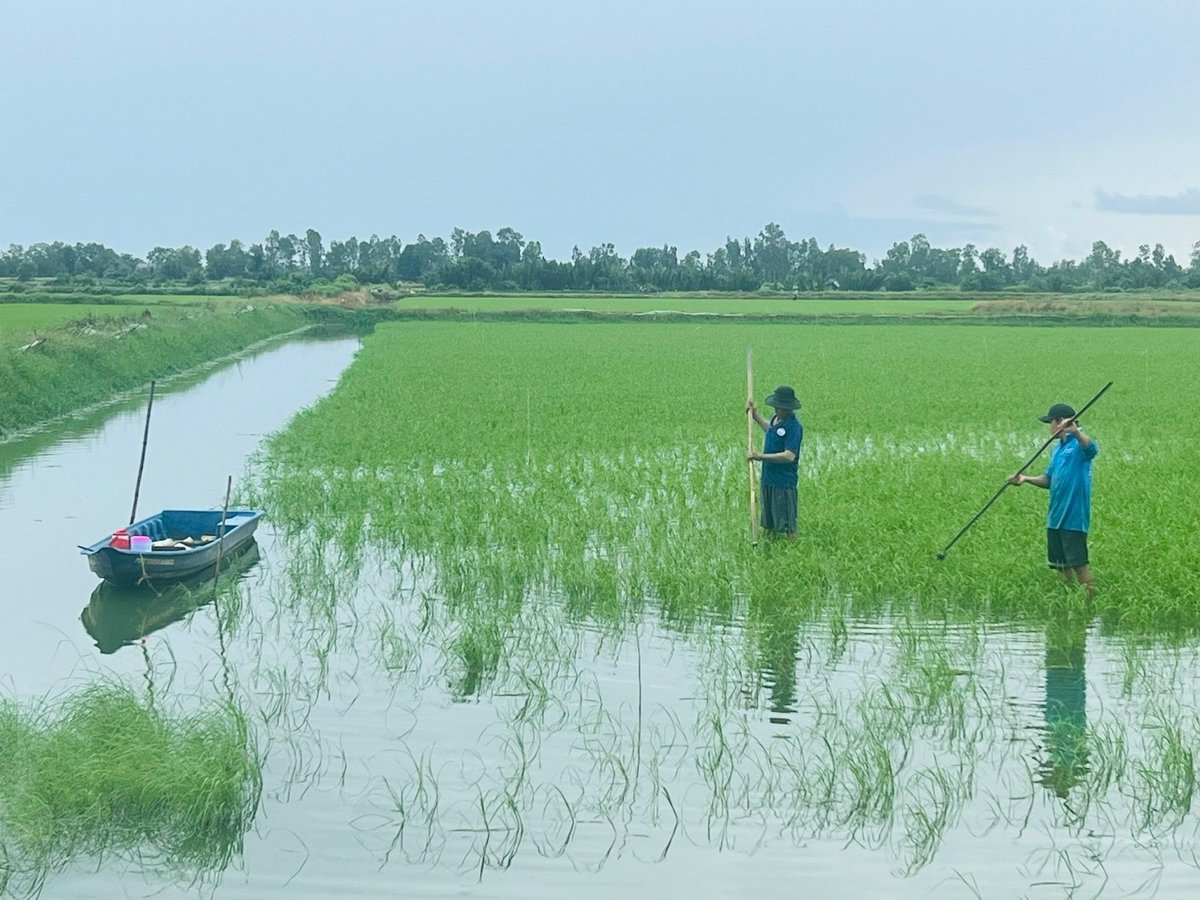 カマウ省は、エビ養殖場でBL9品種の米を再現している。写真:Trong Linh氏。 Tỉnh Cà Mau nhân rộng giống lúa BL9 trên đất nuôi tôm. Ảnh: Trọng Linh.