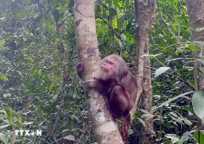 ស្វាមុខក្រហម។ (រូបថត៖ VNA)