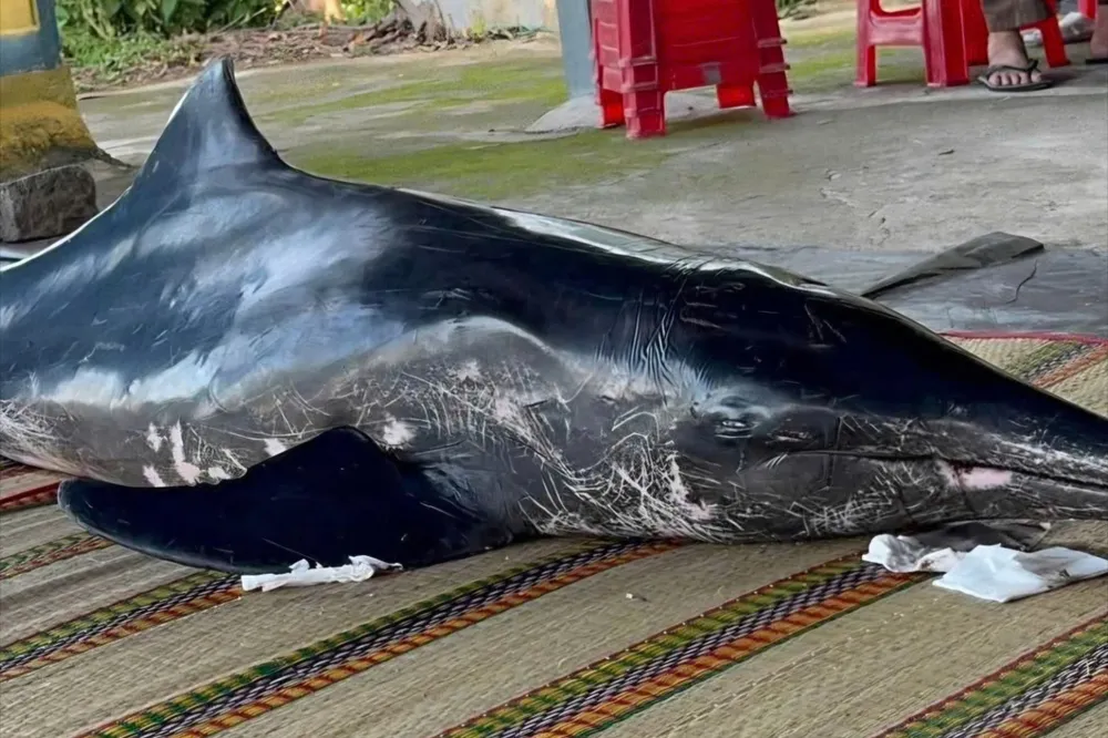 Cá heo đang được người dân thôn Nước Ngọt đang chăm sóc. Ảnh: LÊ XUÂN