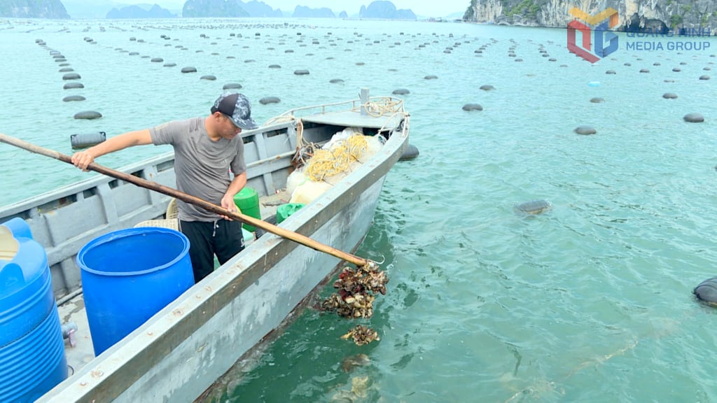 Sinh kế bền vững - "lá chắn" chống khai thác IUU