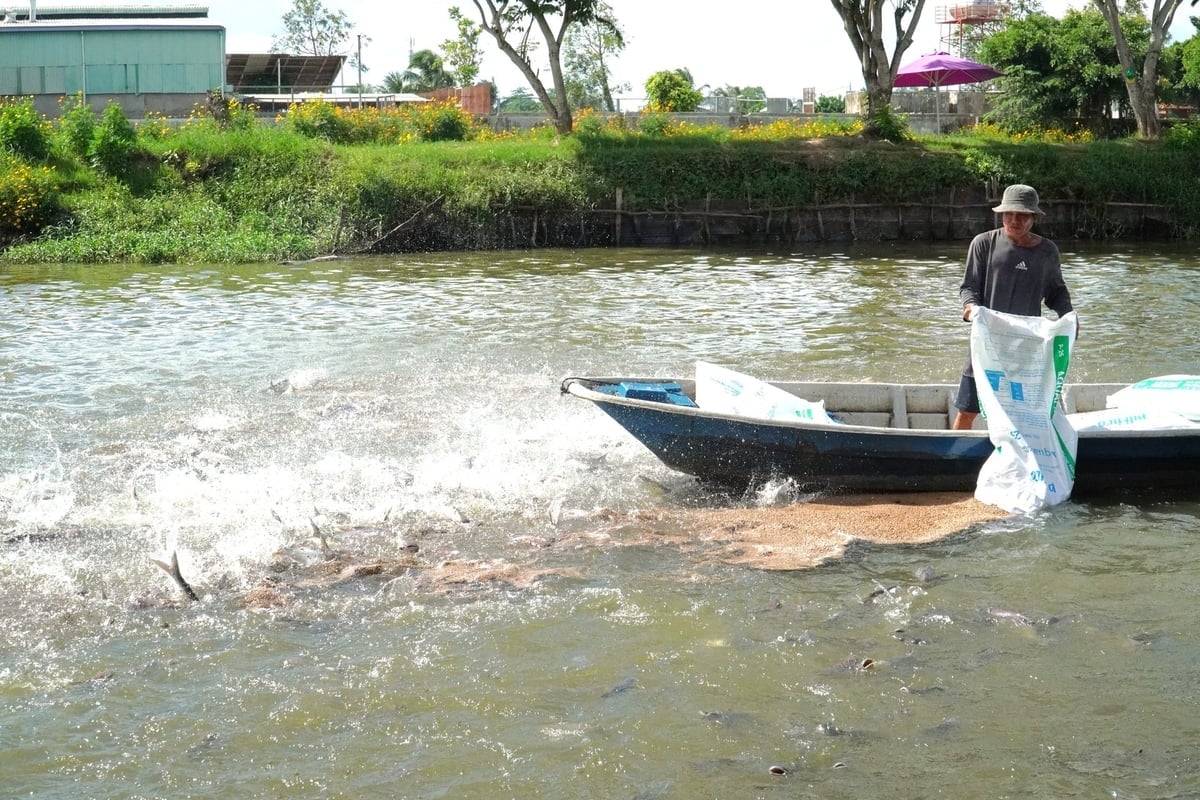 ĐBSCL là nơi tập trung hầu hết ngành công nghiệp cá da trơn của Việt Nam. Ảnh: Kim Anh.