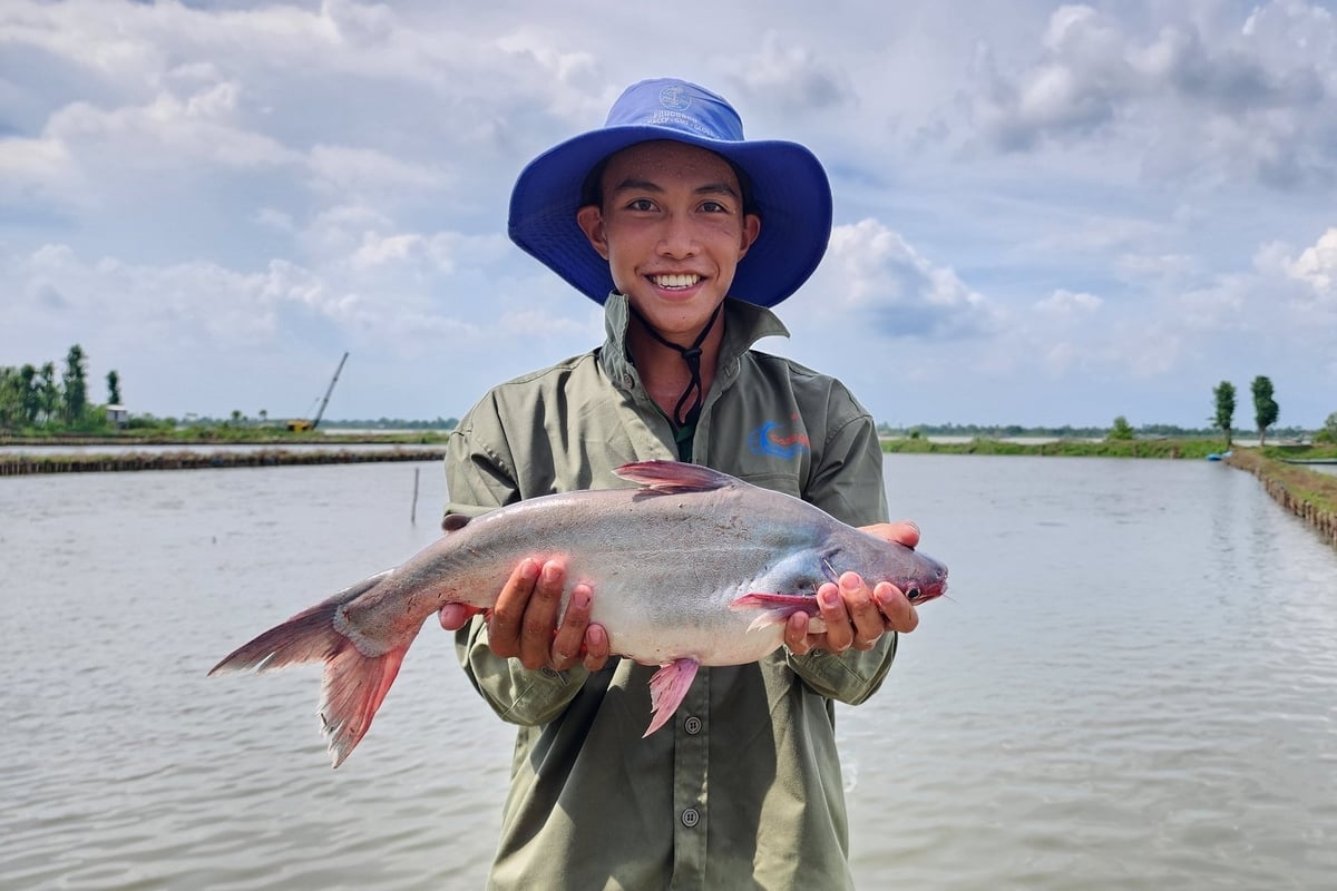 Các quốc gia nhập khẩu thủy sản ngày càng quan tâm đến việc sản xuất bền vững, giảm phát thải khí nhà kinh đối với mặt hàng cá tra. Ảnh: Kim Anh.