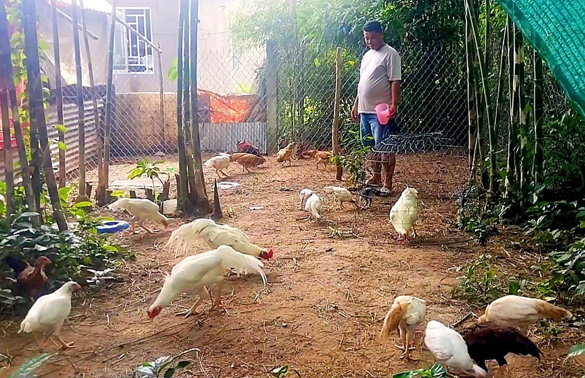 Anh Chau Đinh chăm sóc đàn gà lai Mỹ – Thái trong khu vườn tầm vông, áp dụng phương pháp nuôi thả tự nhiên giúp đàn gà phát triển khỏe mạnh. Ảnh: Lê Hoàng Vũ.
