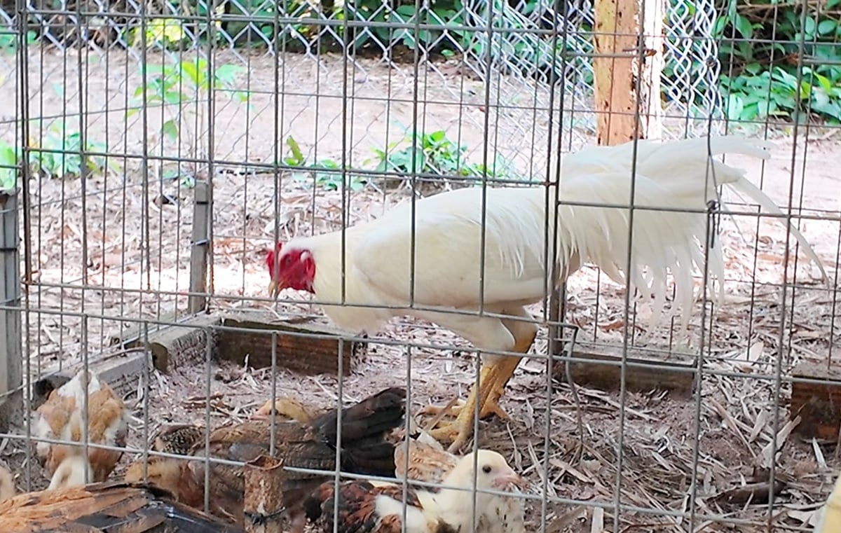 Gà trống lai Mỹ – Thái hơn 6 tháng tuổi có vóc dáng vạm vỡ, lông trắng nổi bật, được tuyển chọn làm giống tại trại gà của anh Chau Đinh. Ảnh: Lê Hoàng Vũ.