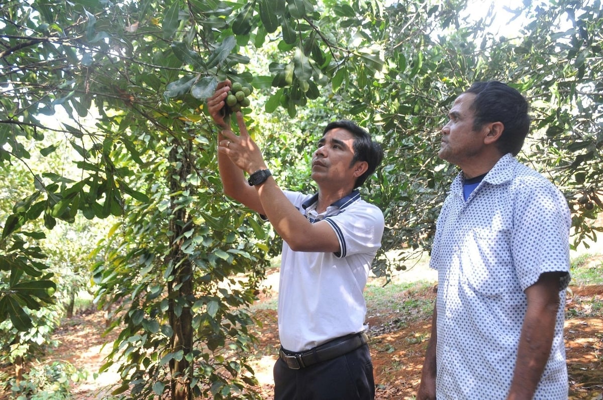 Cán bộ khuyến nông là cầu nối chuyển giao khoa học kỹ thuật tới nông dân. Ảnh: Phạm Hoài.