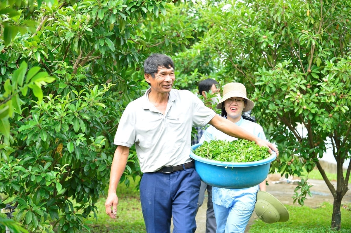 លោក ង៉ុក ជ្រើសរើសយកដើមពោតគោមកផលិតម្សៅពោត។ រូបថត៖ PV Ông Ngọc chọn loại cây rau má bản địa để sản xuất bột rau má. Ảnh: PV.