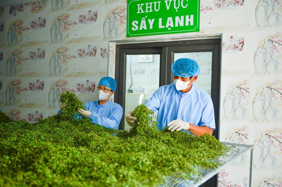 គ្រឿងផ្សំត្រូវបានជ្រើសរើសយ៉ាងប្រុងប្រយ័ត្ន។ រូបថត៖ PV Nguyên liệu được chọn lọc cẩn thận. Ảnh: PV.