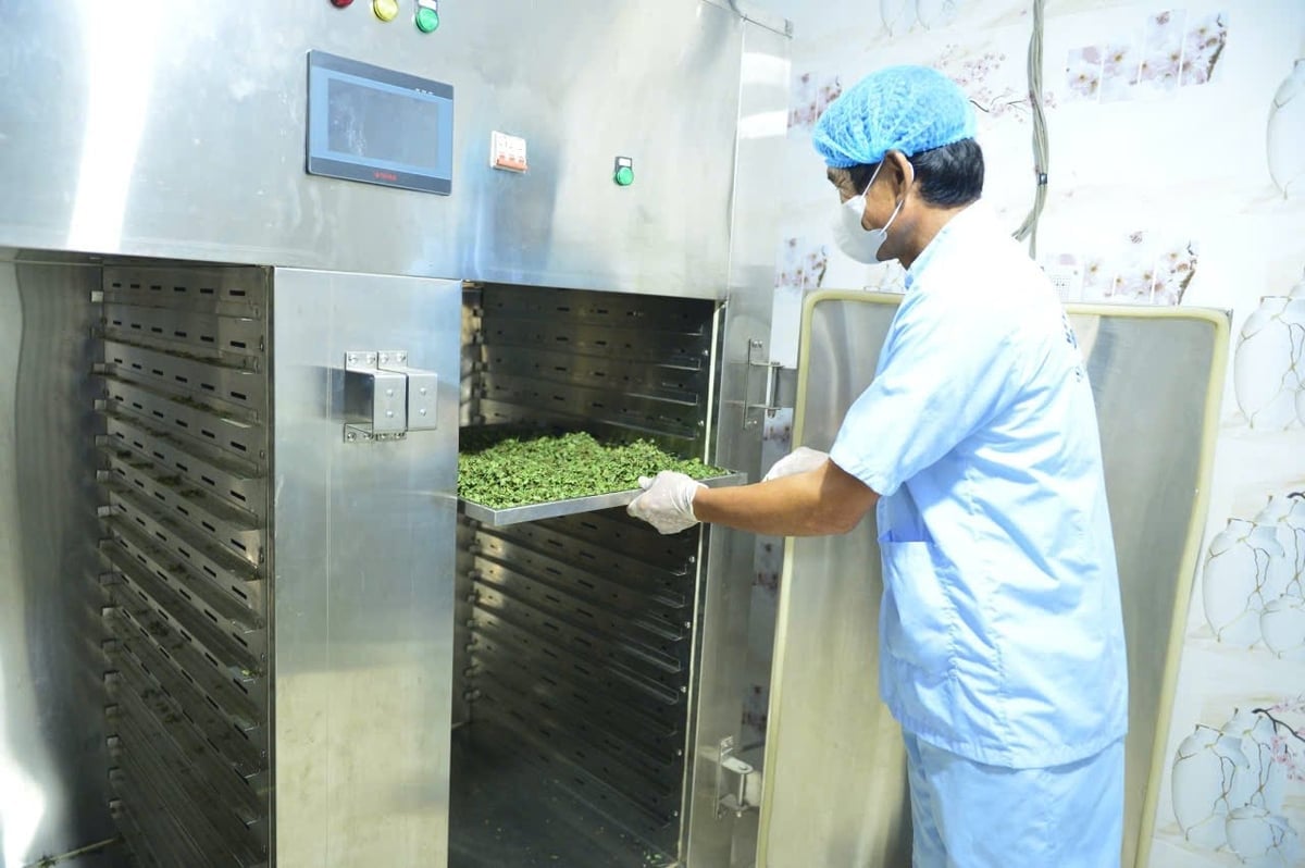 Gotu kola ត្រូវបានស្ងួតដោយបង្កក ដើម្បីធានាបាននូវការរក្សាសារធាតុចិញ្ចឹមបានល្អបំផុត។ រូបថត៖ Thanh Tam។ Rau má được sấy lạnh để đảm bảo giữ được dưỡng chất tốt nhất. Ảnh: Thanh Tâm.