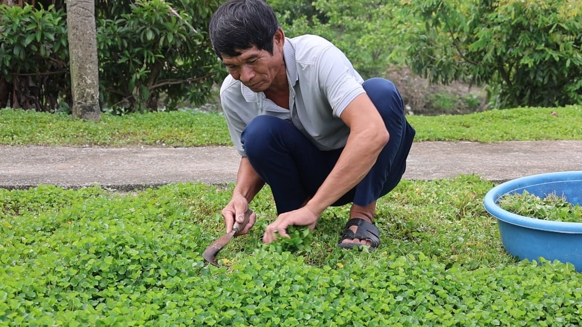 លោក ង៉ុក បានលើកឡើងពីស្ថានភាពនៃរោងចក្រផលិតម្សៅ Pennywort របស់ Thanh Hoa ទៅជាផលិតផលម្សៅ Pennywort ដែលមានតម្លៃខ្ពស់។ រូបថត៖ Thanh Tam។ Ông Ngọc đã nâng tầm vị thế cây rau má xứ Thanh, thành sản phẩm bột rau má có giá thành cao. Ảnh: Thanh Tâm.
