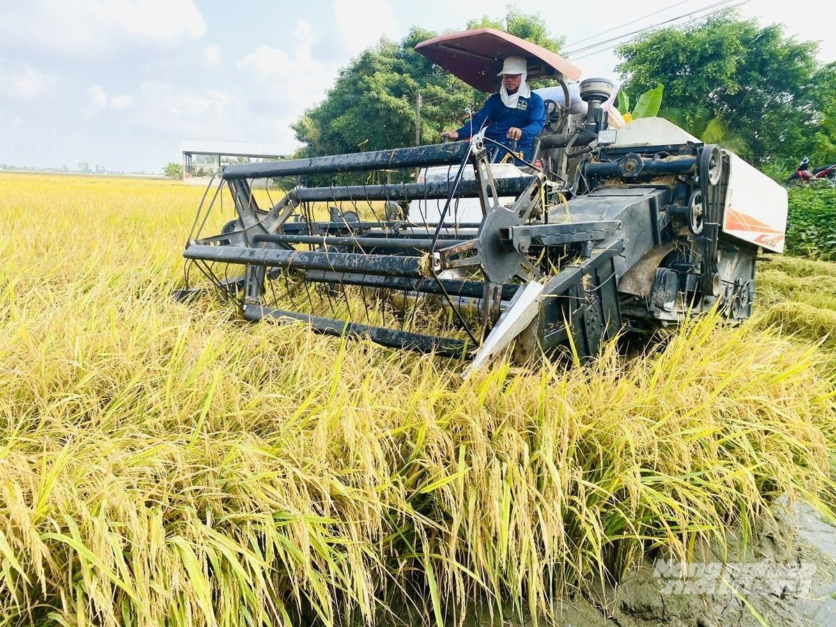 חקלאים מיישמים מיכון בקציר אורז בקואופרטיבים חקלאיים בדלתא של המקונג, כיוון שנועד לסייע לקואופרטיבים להגדיל את הפרודוקטיביות, להפחית עלויות ולהסתגל לשינויי האקלים בהתאם לאוריינטציה של FFT. צילום: לה הואנג וו. Nông dân ứng dụng cơ giới hóa thu hoạch lúa tại các HTX nông nghiệp ở ĐBSCL, hướng đi giúp HTX nâng cao năng suất, giảm chi phí và thích ứng với biến đổi khí hậu theo định hướng FFT. Ảnh: Lê Hoàng Vũ.