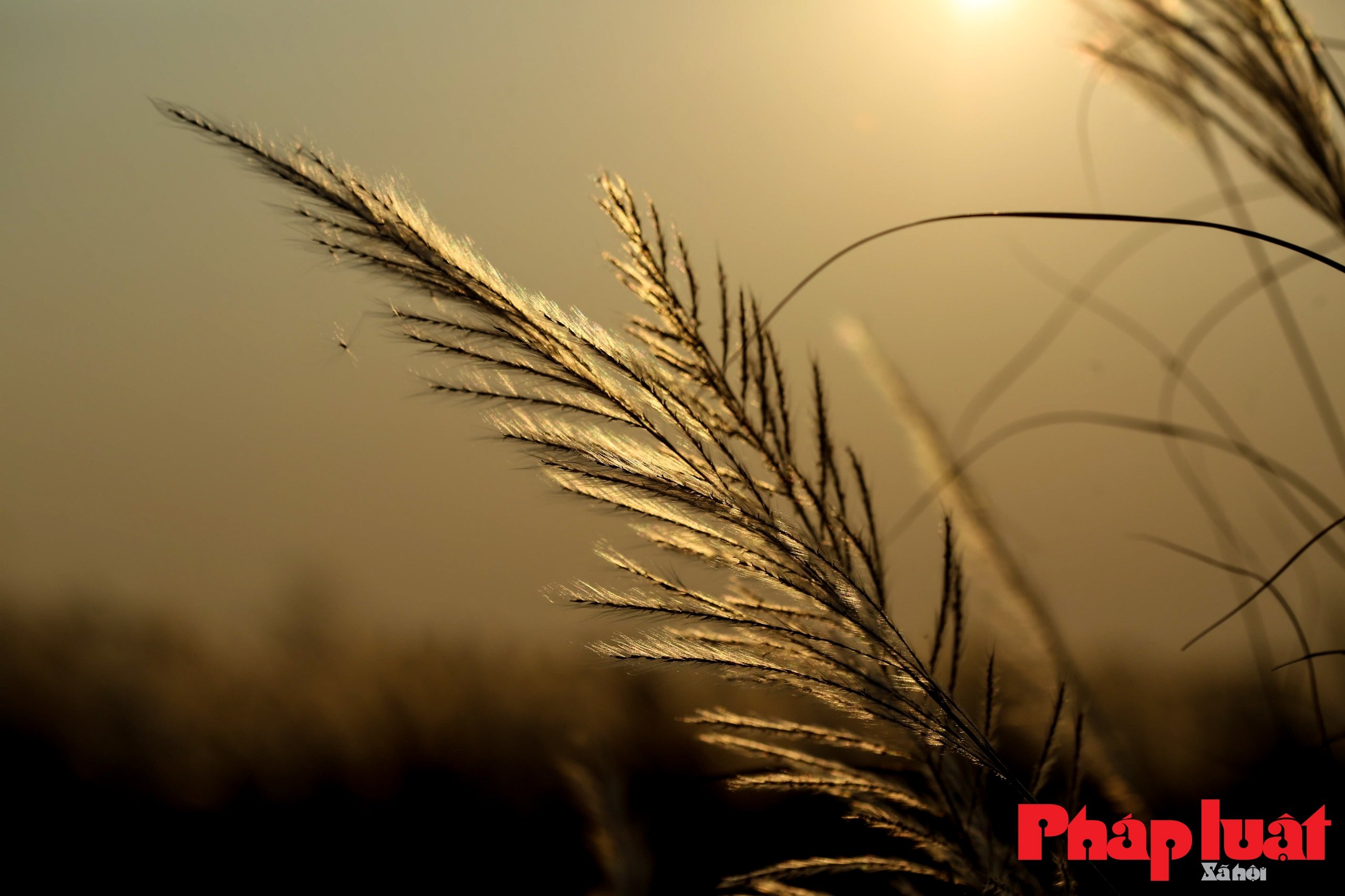 Cánh đồng cỏ lau ở Đà Nẵng nở rộ thu hút người dân, du khách