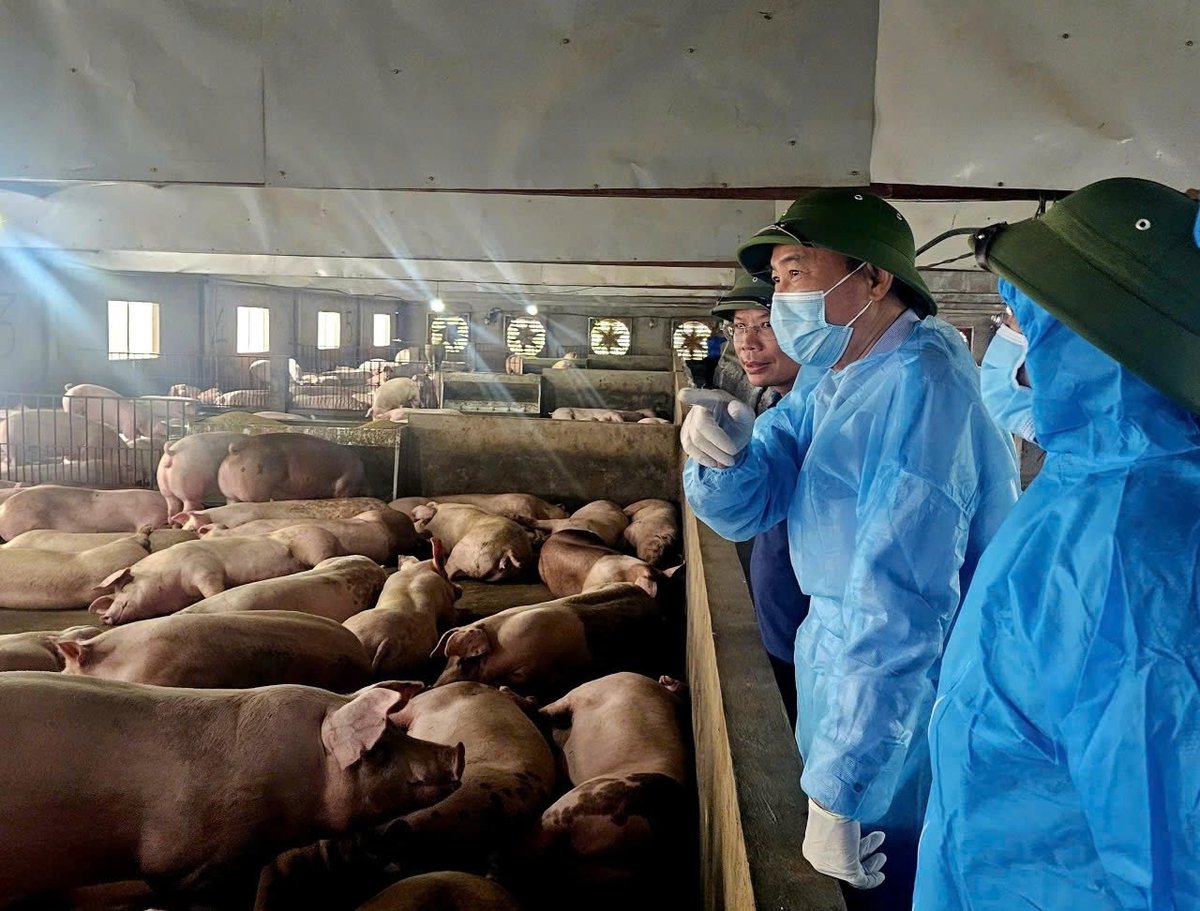 Mô hình chăn nuôi an toàn sinh học ở tỉnh Phú Thọ. Ảnh: Bảo Khang.