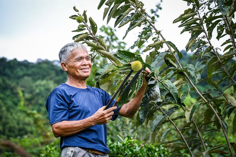 Encik Hoang Van Nam menyemak kualiti buah berangan untuk mendapatkan benih.