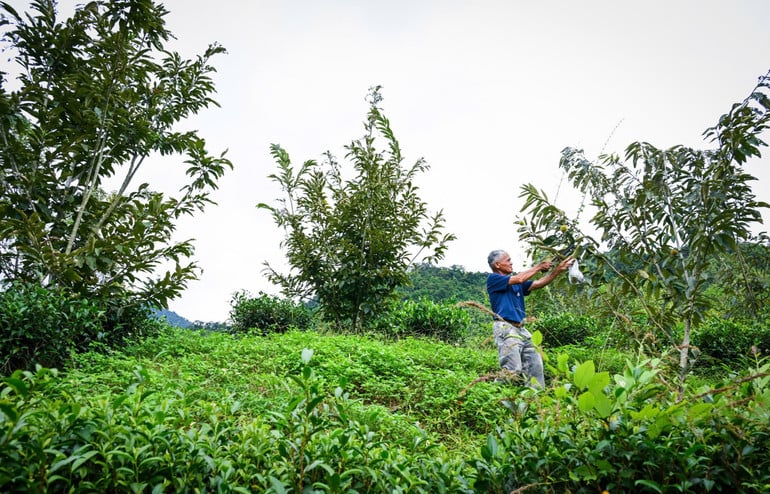 ต้นกล้าของนายนามได้รับการสนับสนุนจากโครงการพัฒนาการผลิตชุมชนของตำบลถั่นดัต