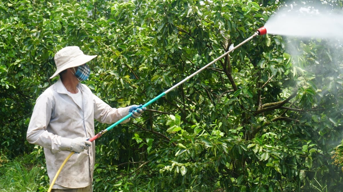 Nhờ nâng cao tri thức, nắm vững thông tin thị trường, người nông dân đã nhanh chóng làm chủ quy trình canh tác bền vững. Ảnh: Trần Trung.