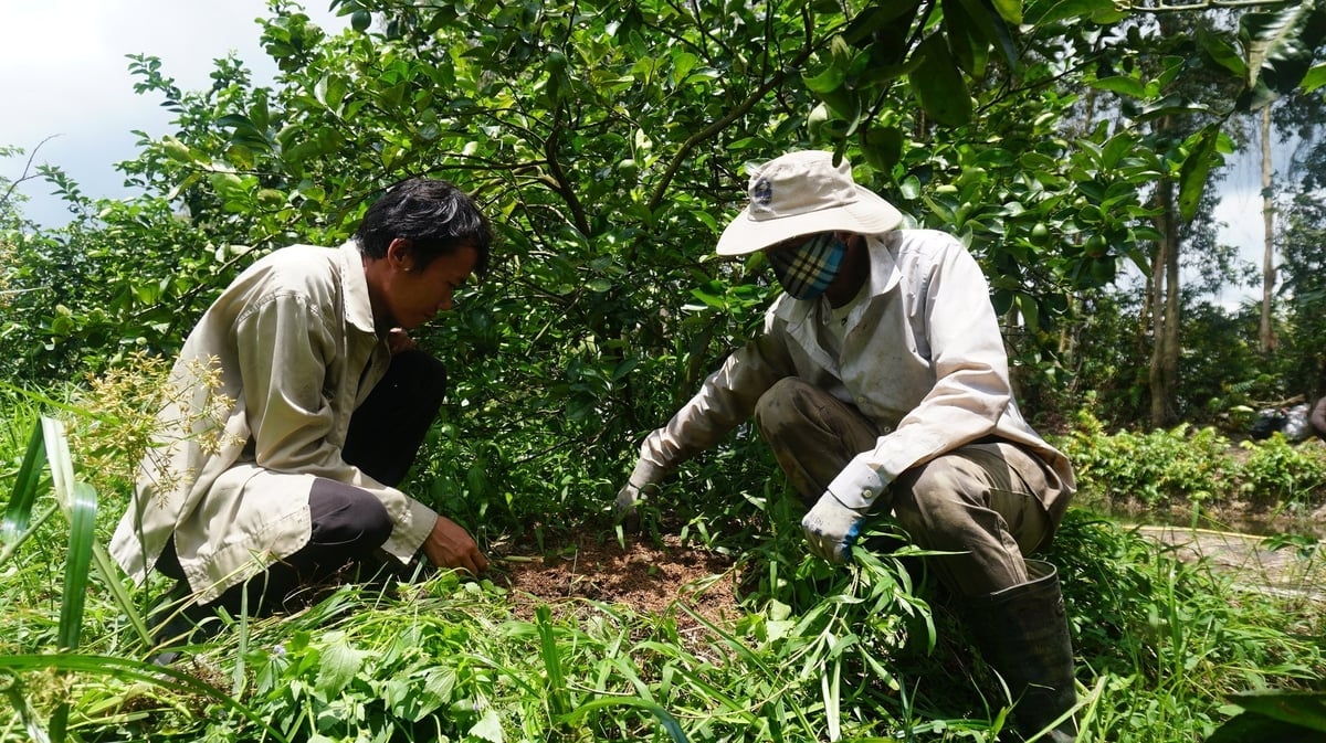 Chanh không hạt hướng hữu cơ mở lối thoát nghèo vùng đất khó khu vực Bến Lức, tỉnh Tây Ninh. Ảnh: Trần Trung.