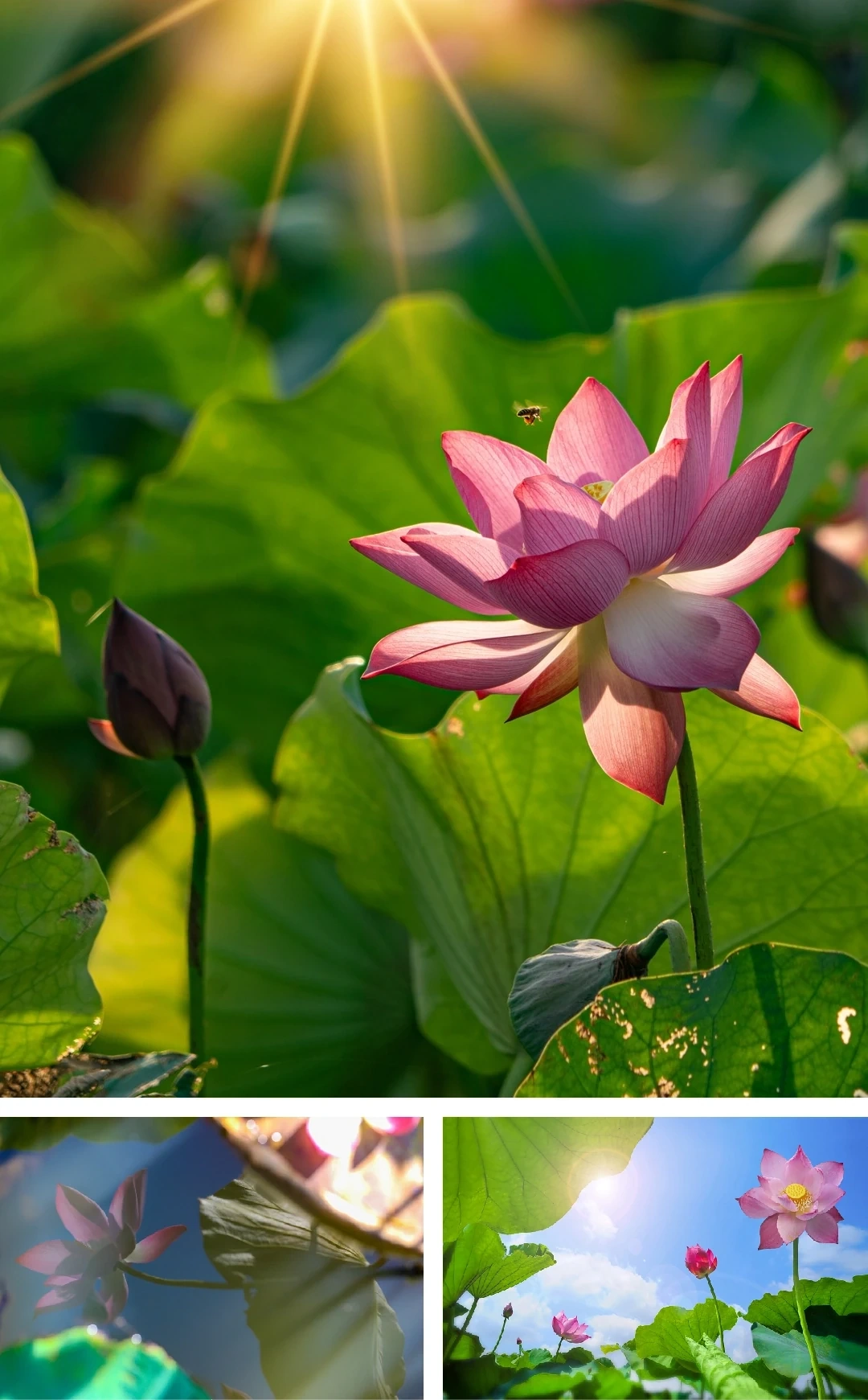 [E-Magazine]: ມີກິ່ນຫອມກັບລະດູການຂອງລົມເຢັນແລະນ້ໍາຕົກ