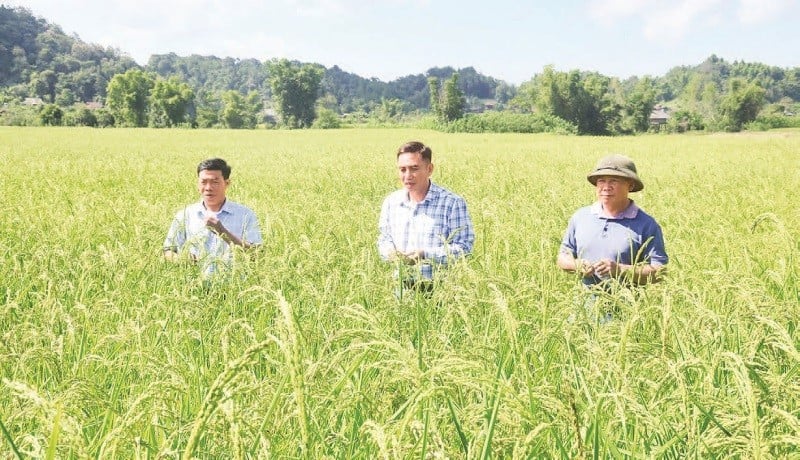 Ambtenaren van het Departement van Wetenschap en Technologie van Dien Bien controleerden samen met ambtenaren en boeren van de gemeente Muong Phang de groeisnelheid van kleefrijstplanten.
