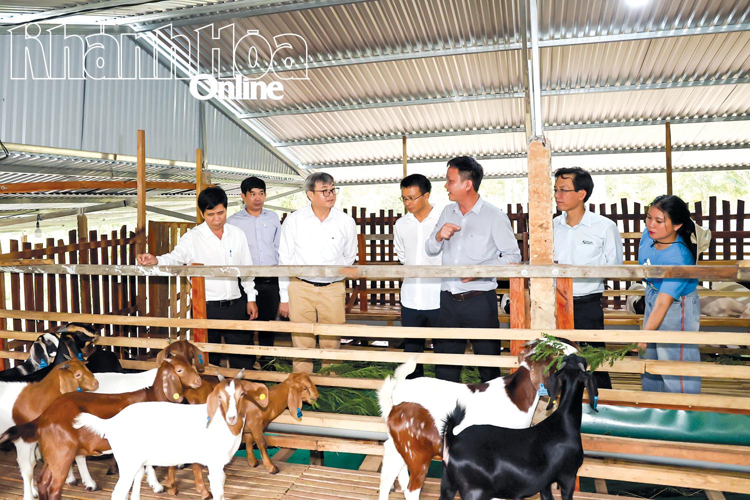 Leiders van het ministerie van Landbouw en Milieu en de delegatie voor landbouwvoorlichting bezochten het geitenhouderijmodel in combinatie met ecotoerisme in de gemeente Tay Ninh Hoa.