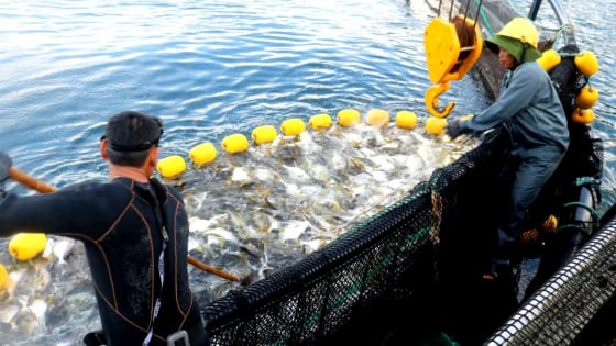 Sức bật kinh tế biển và nông nghiệp công nghệ cao của Khánh Hòa