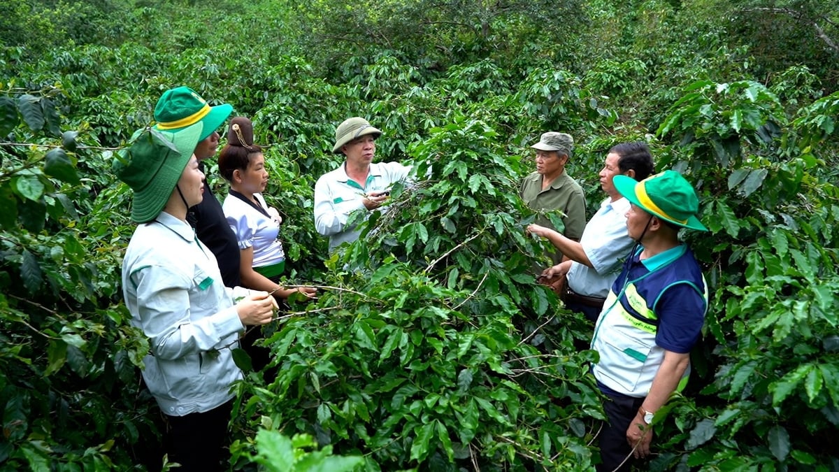 Khuyến nông cộng đồng - dấu ấn lịch sử. Ảnh: Hoàng Anh.