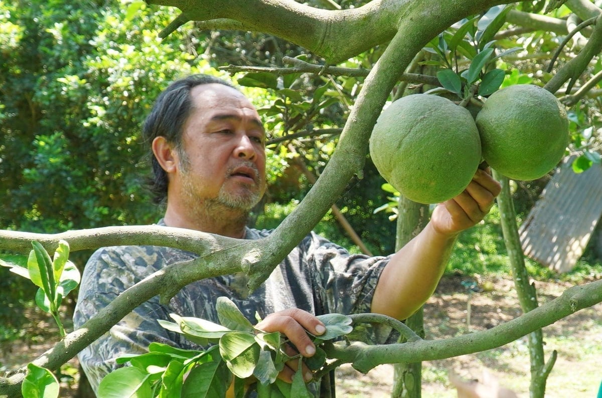 Xã Thường Tân định hướng phát triển nông nghiệp xanh, sạch, hiện đại, tăng cường liên kết và xây dựng vùng sản xuất tập trung nhằm nâng cao giá trị nông sản. Ảnh: Trần Phi.