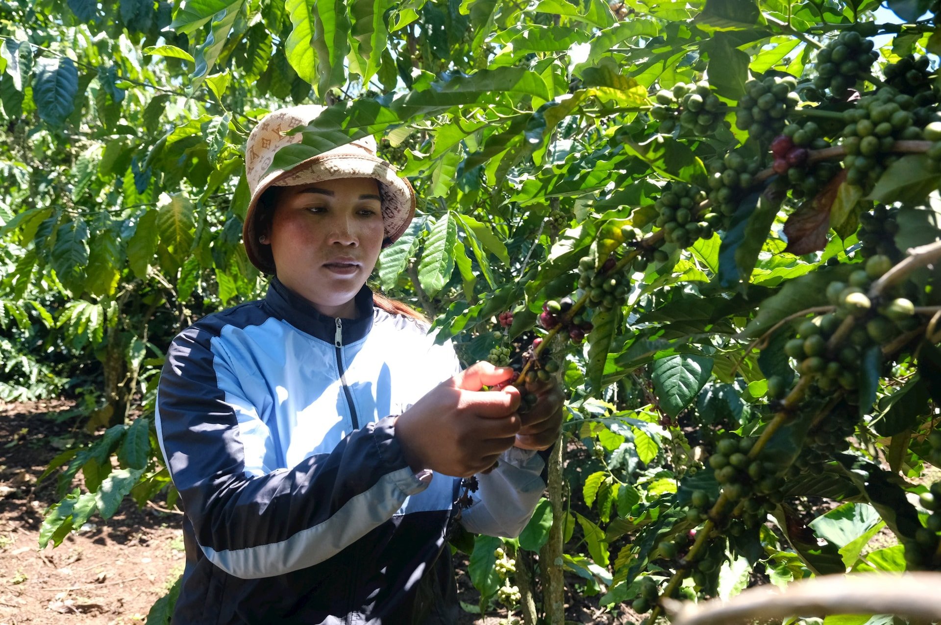 Kaffe gir folk høy inntekt