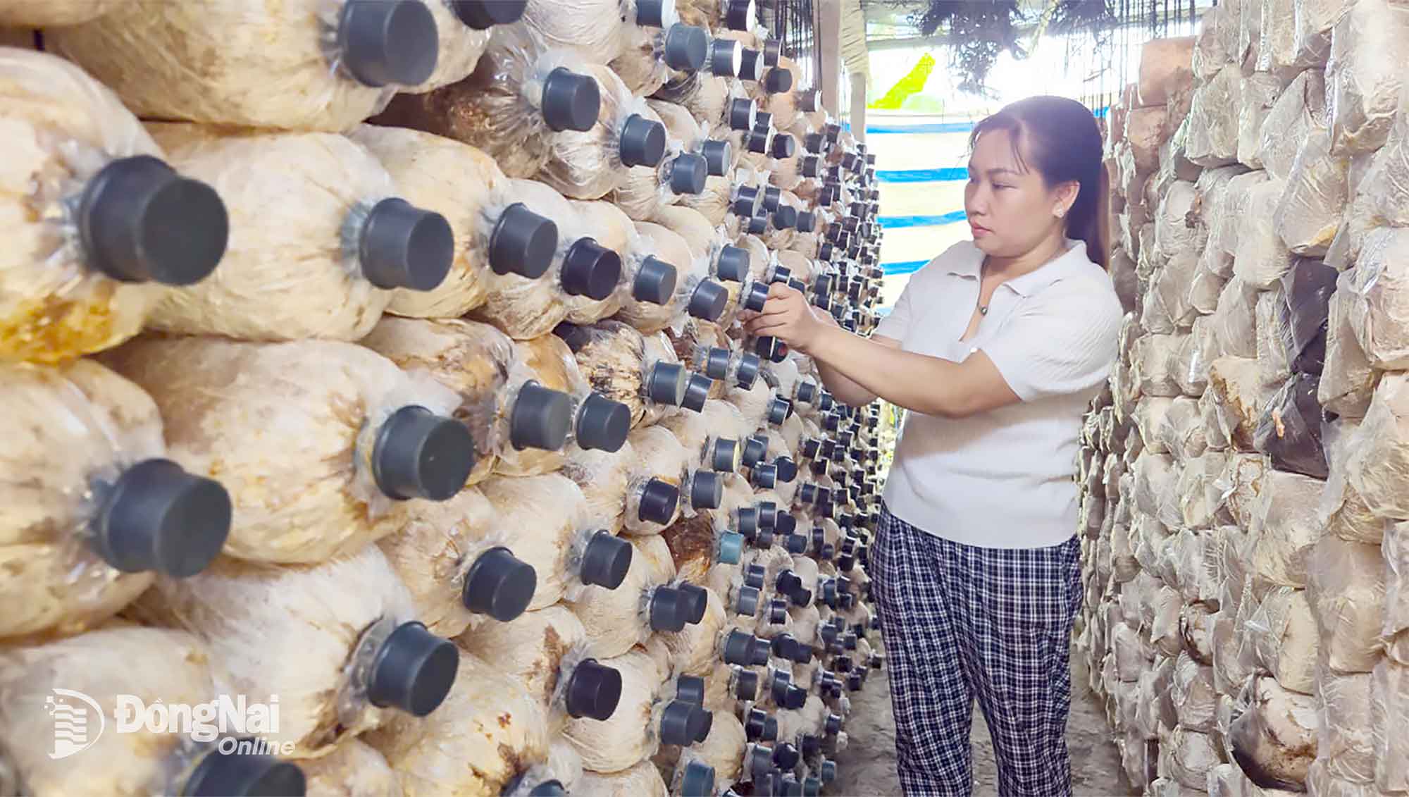 Sản xuất sạch, hữu cơ gắn với liên kết chuỗi giá trị được xác định là hướng đi trong phát triển nông nghiệp đô thị ở phường Đồng Xoài. Trong ảnh: Mô hình trồng nấm mối đen ở khu phố Tân Thành 6. Ảnh: Phú Quý