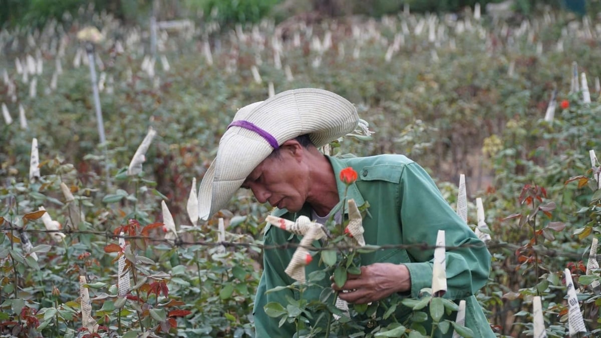 Το μοντέλο καλλιέργειας λουλουδιών στο Λάι Τσάου είναι μια από τις λύσεις που βοηθούν τους ανθρώπους να ξεφύγουν από τη φτώχεια. Φωτογραφία: Hoang Chau. Mô hình trồng hoa ở Lai Châu là một trong những giải pháp giúp người dân thoát nghèo. Ảnh: Hoàng Châu.