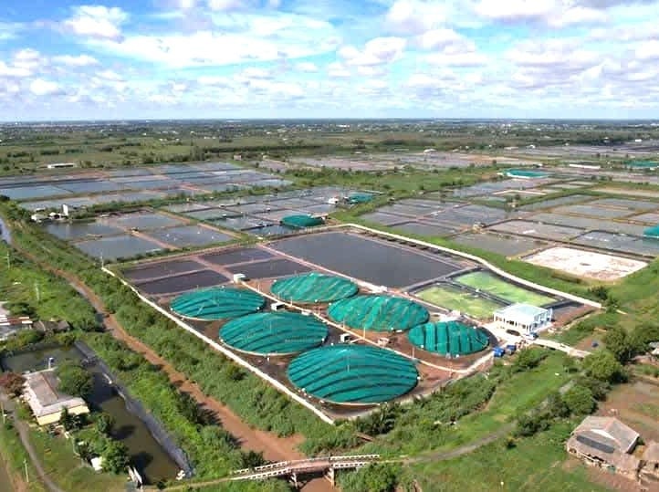 កសិដ្ឋានចិញ្ចឹមបង្កងបច្ចេកវិទ្យាខ្ពស់របស់លោក Ngo Minh Tuan នៅឃុំ Tan Phu Dong ខេត្ត Dong Thap។ រូបថត៖ Minh Dam។ Một khu nuôi tôm công nghệ cao của anh Ngô Minh Tuấn ở xã Tân Phú Đông, tỉnh Đồng Tháp. Ảnh: Minh Đảm.