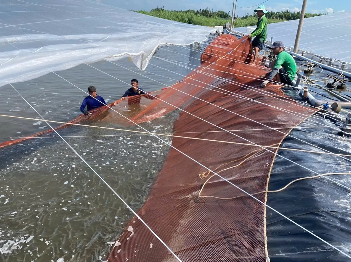 លោក ទួន ទើបប្រមូលផលបង្គាមួយបាច់លក់បានតម្លៃល្អ ចំណេញច្រើន ។ រូបថត៖ Minh Dam។ Anh Tuấn vừa mới thu hoạch mẻ tôm, bán được giá, lợi nhuận cao. Ảnh: Minh Đảm.