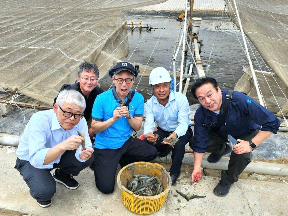 ដៃគូជប៉ុនទស្សនាគំរូចិញ្ចឹមបង្គាសន្សំថាមពលនៅកសិដ្ឋានរបស់លោក Tuan ។ រូបថត៖ Minh Dam។ Đối tác Nhật Bản tham quan mô hình nuôi tôm tiết kiệm năng lượng tại farm nuôi của anh Tuấn. Ảnh: Minh Đảm.