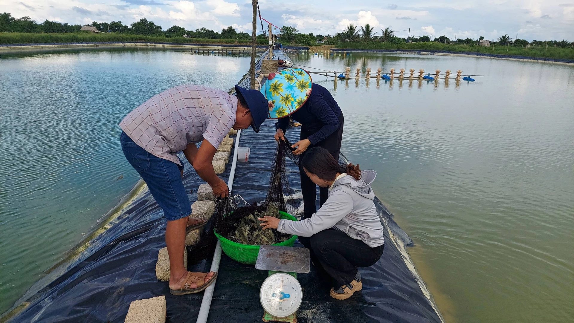 Jordbruksrådgivare kontrollerar tillväxttakten hos svarta tigerräkor vid Tran Van Chungs modell - Foto: L.A.