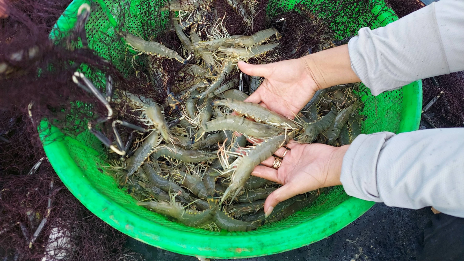 Räkor som odlas i modellen har enhetliga storlekar - Foto: L.A