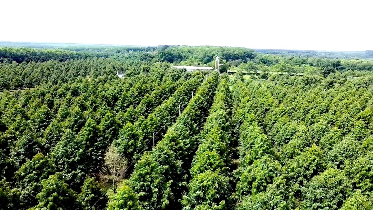 Det nuvarande läget för den inhemska produktionen är fortfarande fragmenterat, utan kopplingar, begränsad mekanisering och andelen GAP-standardområden är fortfarande låg, vilket gör digital transformation och högteknologisk tillämpning svår. Foto: Minh Sang.