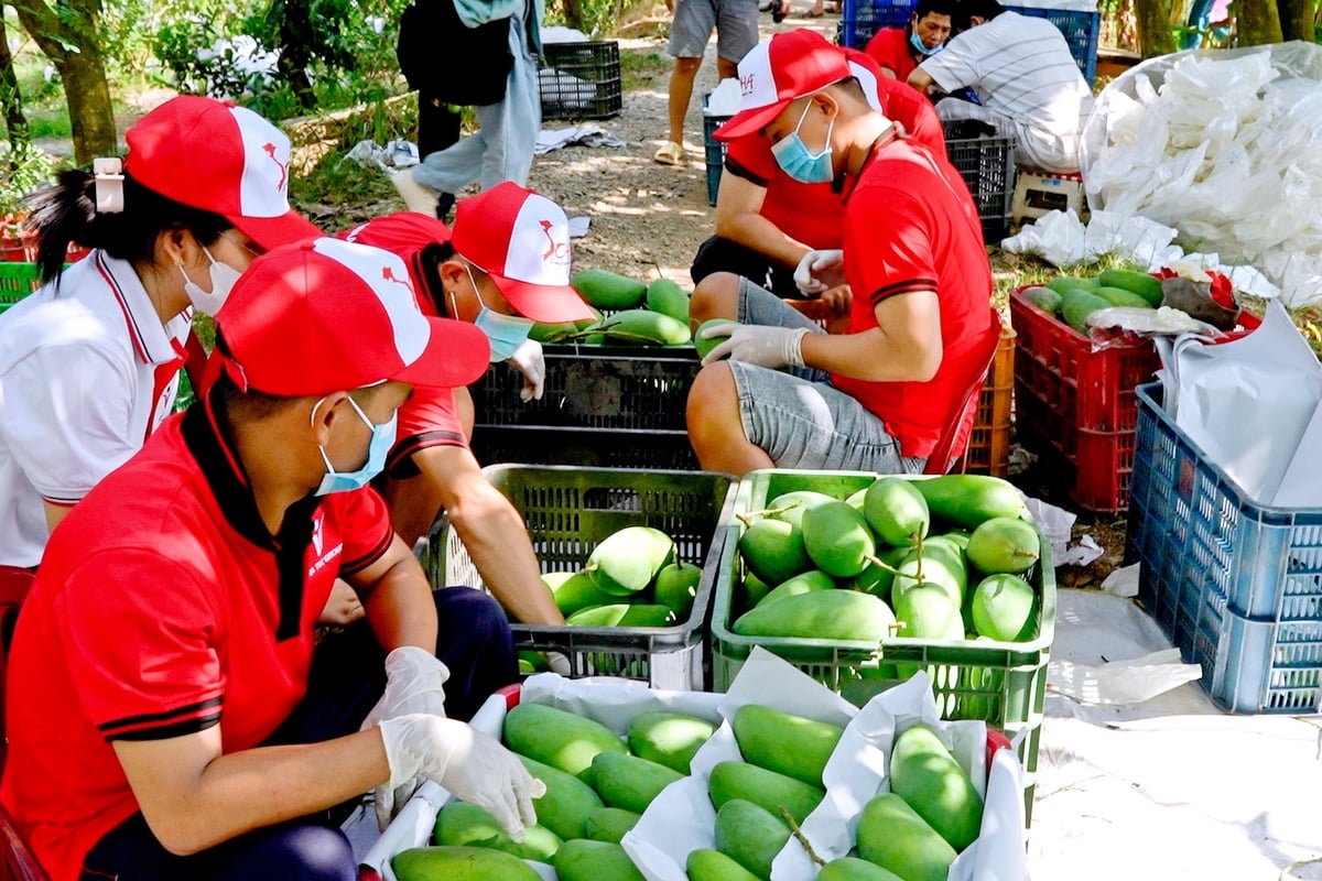 Tillämpningen av AI och digital teknik för att ge tidig varning och transparens i produktionsprocesser är ett akut behov för dagens jordbruk. Foto: Minh Sang.