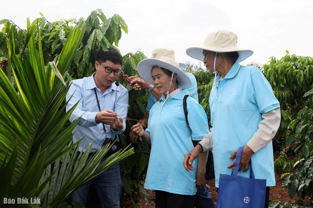 Industria cafelei se află în permanență în grupul de produse agricole de export ale Vietnamului, de miliarde de dolari.